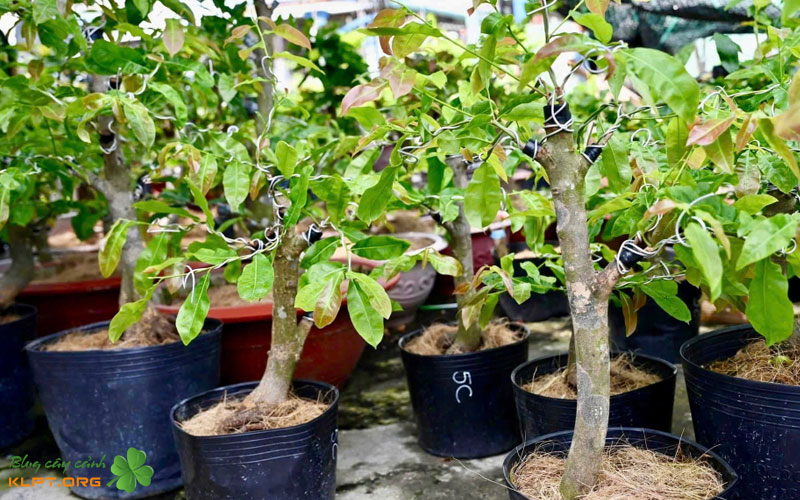 ky-thuat-cham-soc-de-cay-mai-ghep-phat-trien-toi-uu-ngoai-dat-klpt