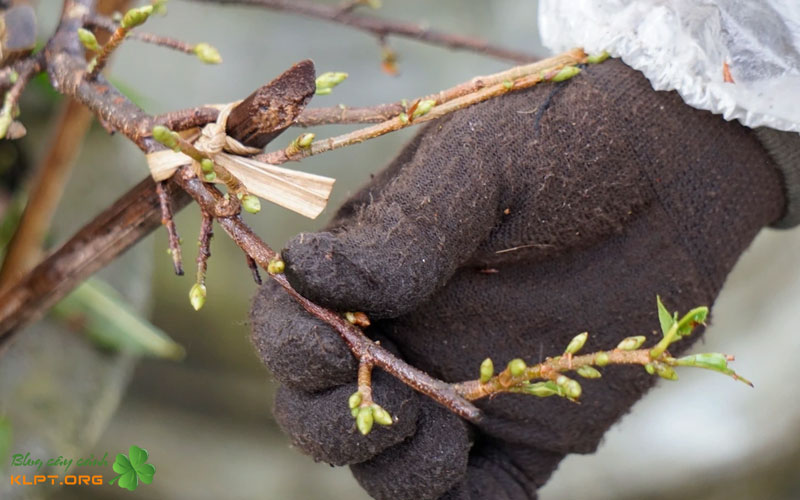 ky-thuat-chon-va-thu-hoach-bo-ghep-dat-chuan-klpt