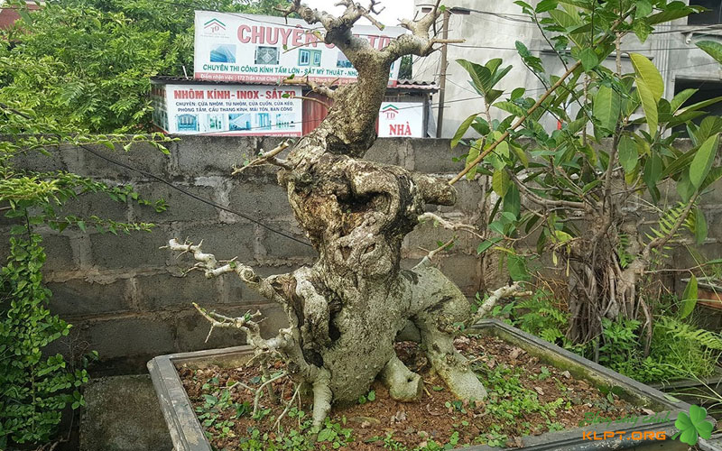 ky-thuat-danh-bung-va-xu-ly-phoi-duoi-truoc-khi-trong-klpt