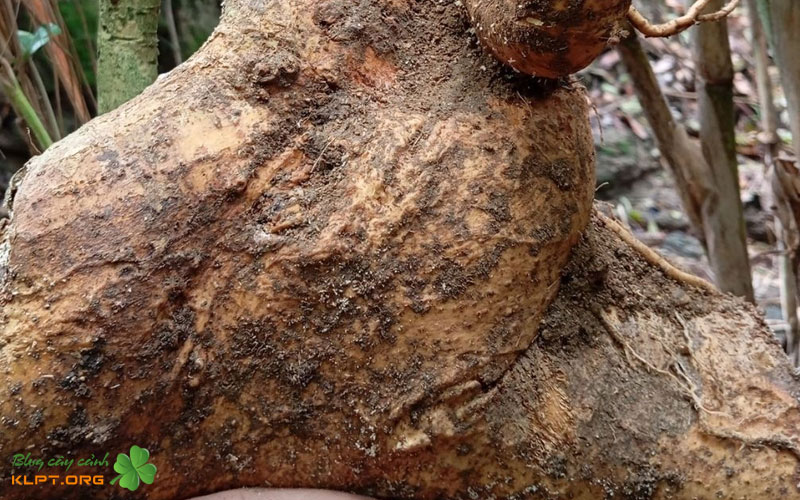 ky-thuat-dieu-tiet-anh-sang-va-nhiet-do-tranh-soc-nhiet-klpt