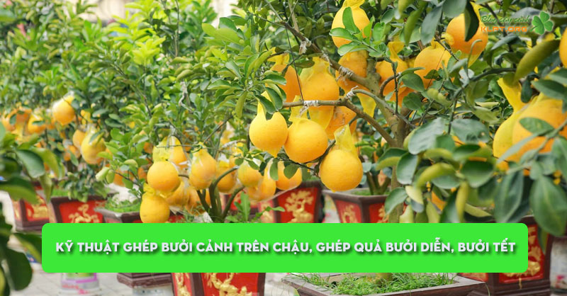 ky-thuat-ghep-buoi-canh-tren-chau-ghep-qua-buoi-dien-buoi-tet-klpt