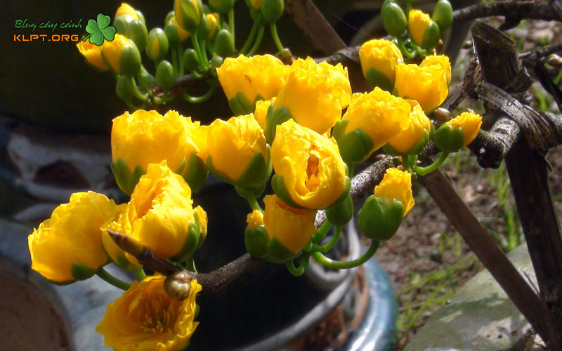 ky-thuat-nhan-giong-va-cham-soc-co-ban-1-klpt