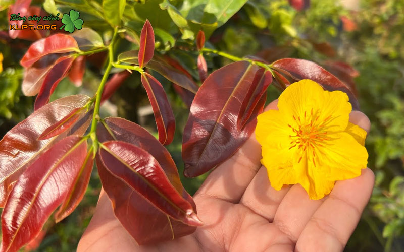 ky-thuat-nhan-giong-va-cham-soc-co-ban-klpt