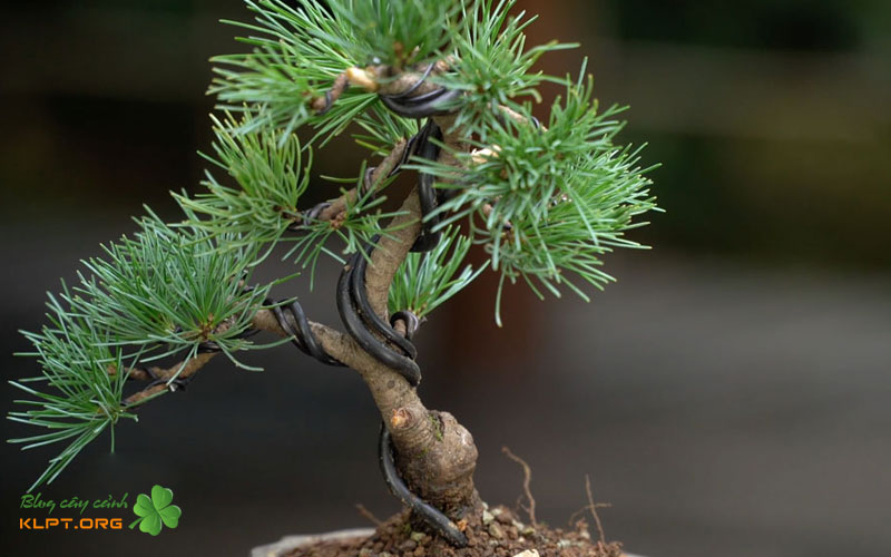 ky-thuat-tao-dang-thong-huyen-thac-do-klpt