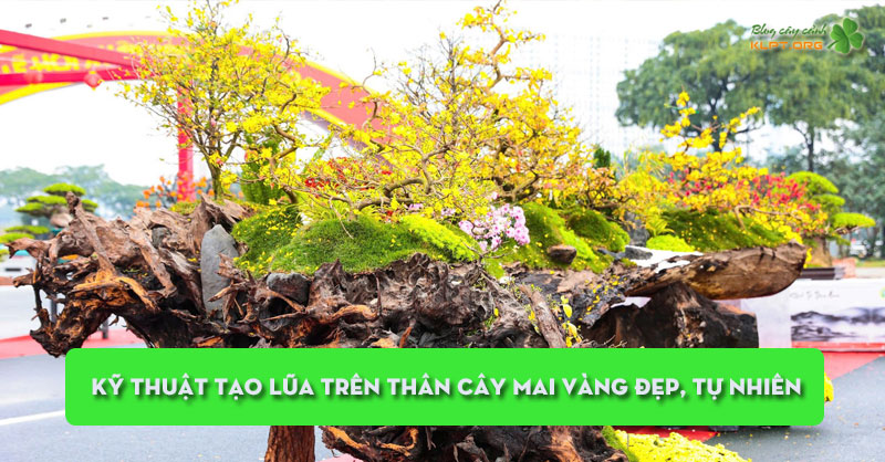 ky-thuat-tao-lua-tren-than-cay-mai-vang-dep-tu-nhien-quangnamtoplist