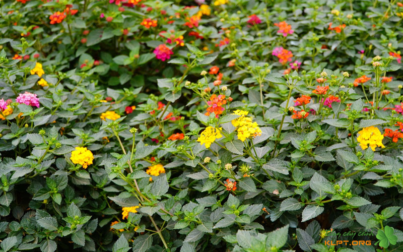 ky-thuat-trong-cay-tram-oi-dung-cach-de-cay-khoe-manh-klpt