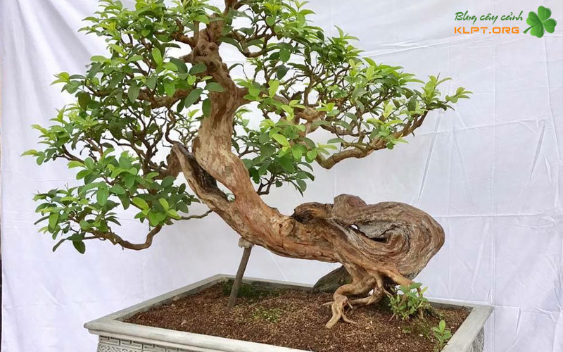 ky-thuat-uon-tao-hinh-chu-tam-cho-cay-oi-1-klpt