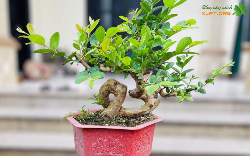 ky-thuat-uon-tao-hinh-chu-tam-cho-cay-oi-klpt