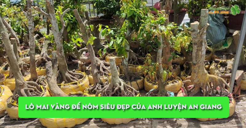 lo-mai-vang-de-nom-sieu-dep-cua-anh-luyen-an-giang-klpt