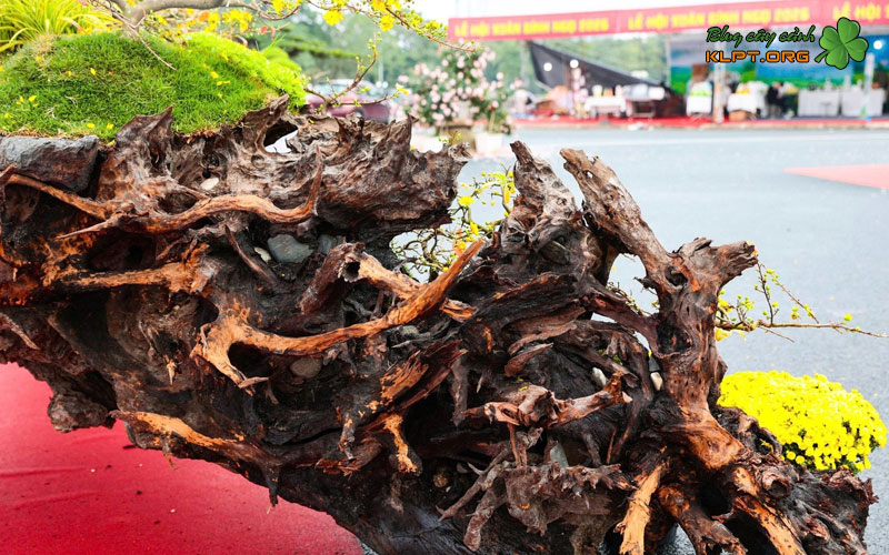 lua-tren-cay-mai-vang-la-gi-quangnamtoplist