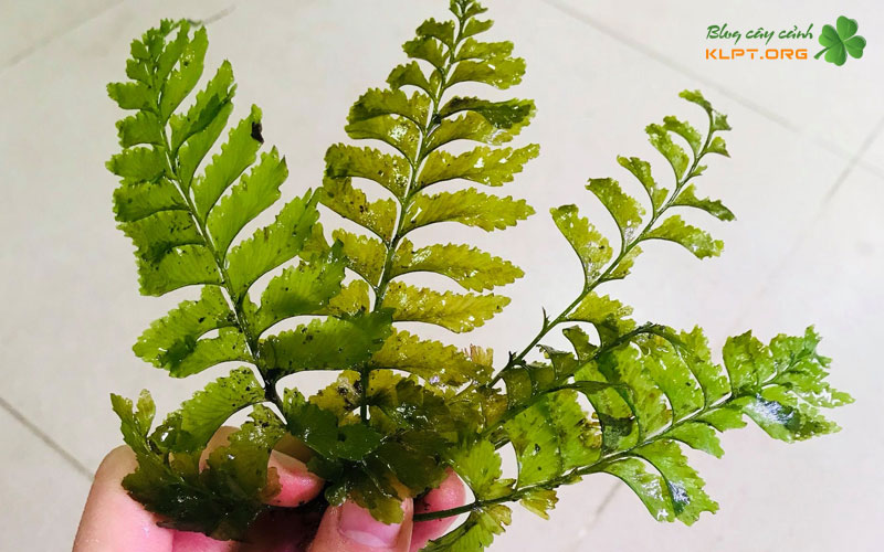 luu-y-khi-cham-soc-cay-than-go-klpt