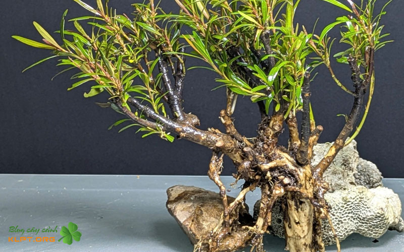 luu-y-khi-cham-soc-klpt