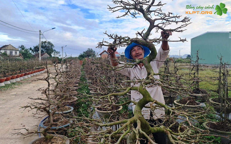 luu-y-quan-trong-cho-nguoi-moi-choi-mai-klpt