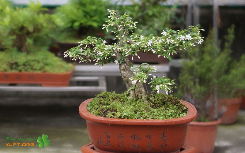 mai-chieu-thuy-va-bo-de-co-ghep-duoc-voi-nhau-khong-klpt