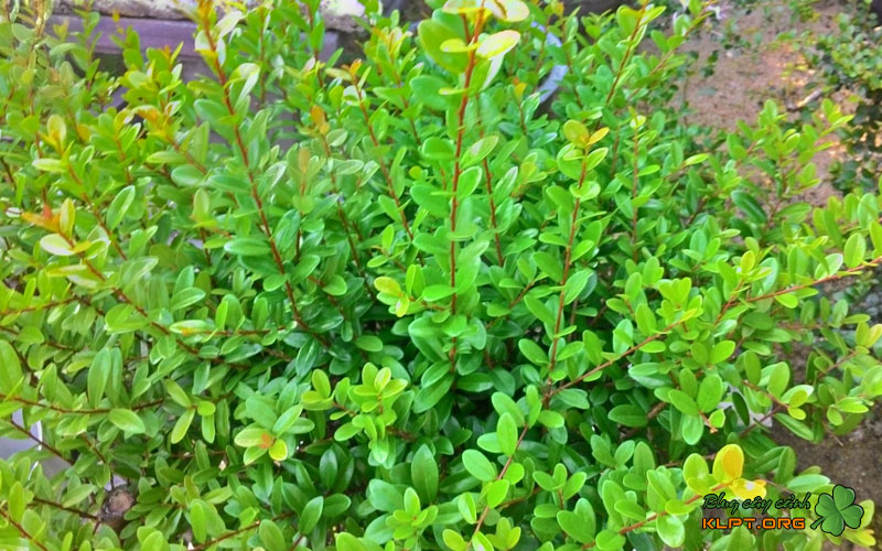 meo-phan-biet-hai-chau-qua-la-don-gian-1-klpt