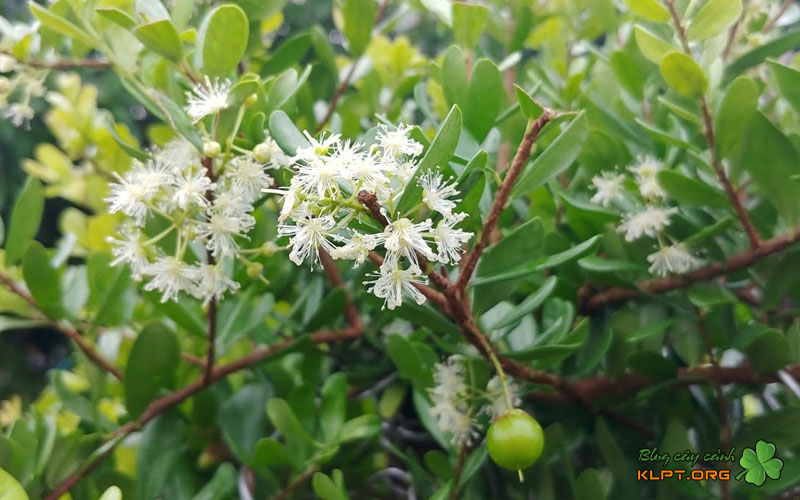 meo-phan-biet-hai-chau-qua-la-don-gian-klpt