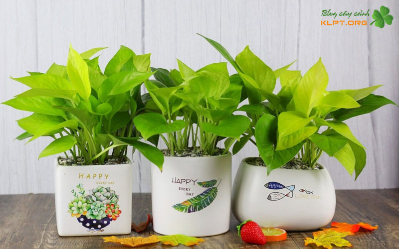 mot-so-lua-chon-chau-kieng-phu-hop-tung-loai-cay-canh-klpt