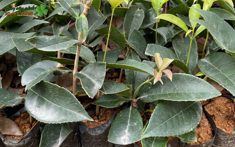 nen-giam-canh-moc-huong-vao-thoi-diem-nao-klpt