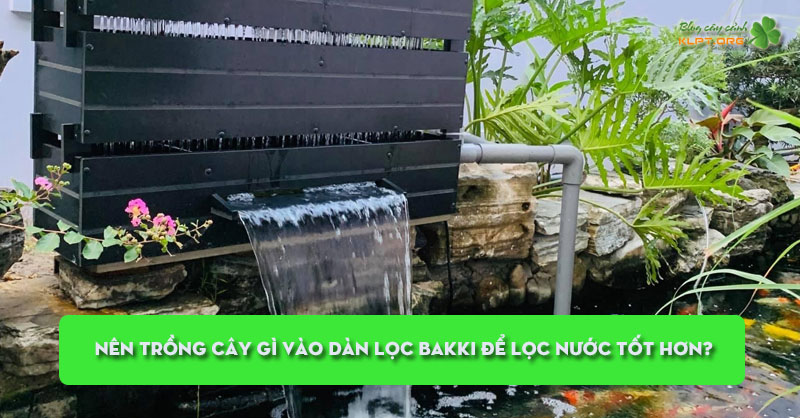 nen-trong-cay-gi-vao-dan-loc-bakki-de-loc-nuoc-tot-hon-klpt