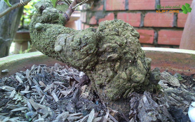 nguon-goc-cay-mai-xu-klpt