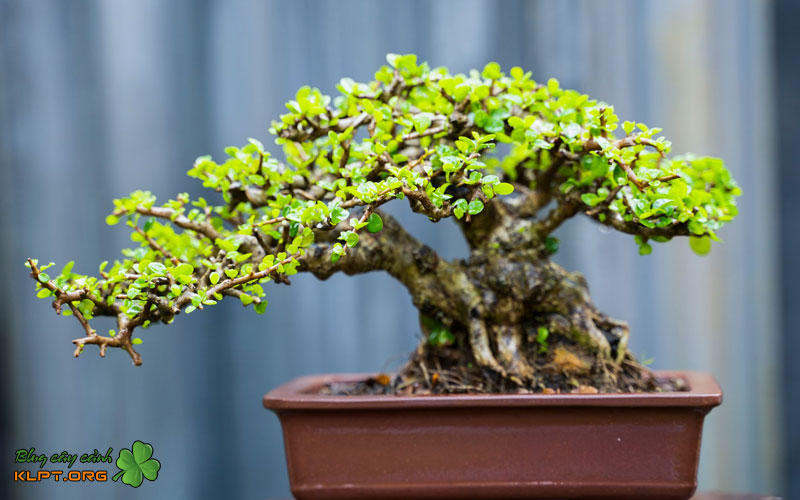 nguyen-nhan-cot-loi-gay-ra-tinh-trang-co-rum-la-1-klpt