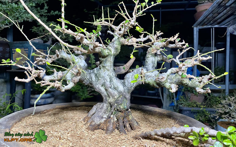 nguyen-nhan-cot-loi-gay-ra-tinh-trang-co-rum-la-klpt