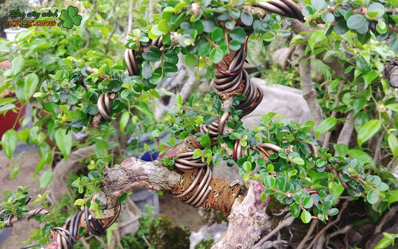 nhan-biet-som-dau-hieu-cay-sam-bi-xoan-la-klpt