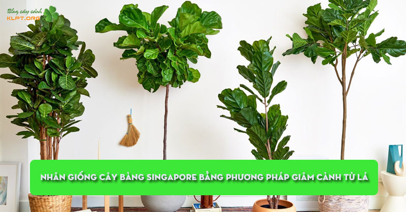 nhan-giong-cay-bang-singapore-bang-phuong-phap-giam-canh-tu-la-klpt