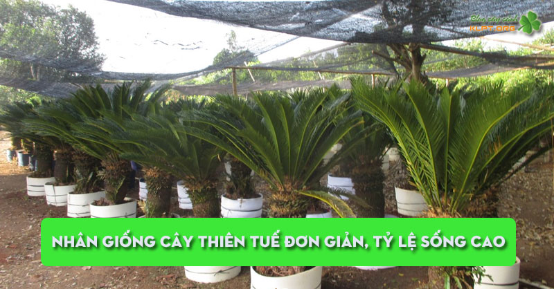 nhan-giong-cay-thien-tue-don-gian-ty-le-song-cao-klpt