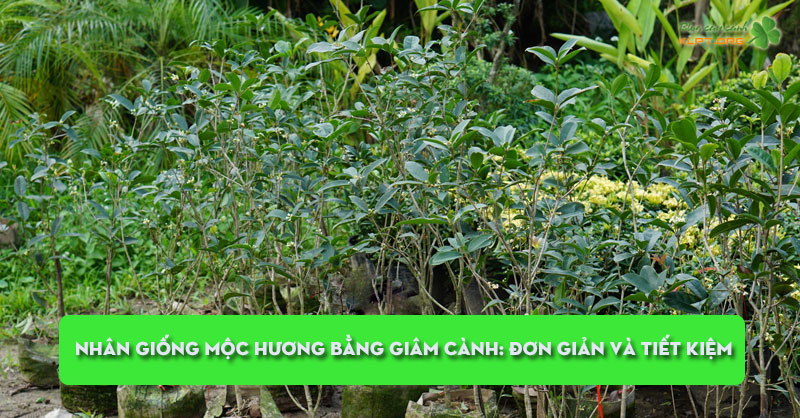 nhan-giong-moc-huong-bang-giam-canh-don-gian-va-tiet-kiem-klpt