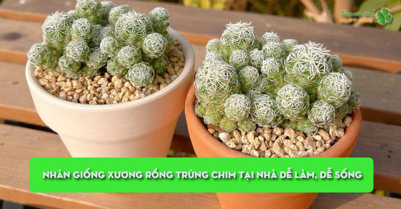 nhan-giong-xuong-rong-trung-chim-tai-nha-de-lam-de-song-klpt