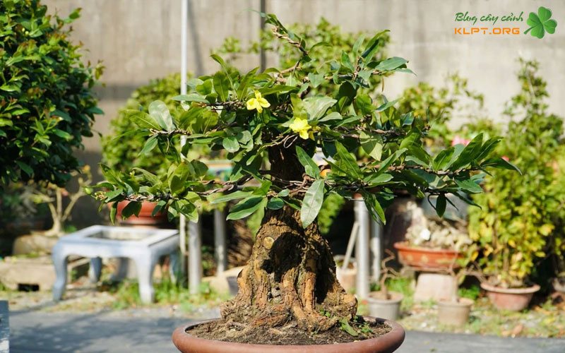 nhung-giai-doan-phat-trien-trong-yeu-cua-cay-mai-ghep-ngoai-dat-klpt