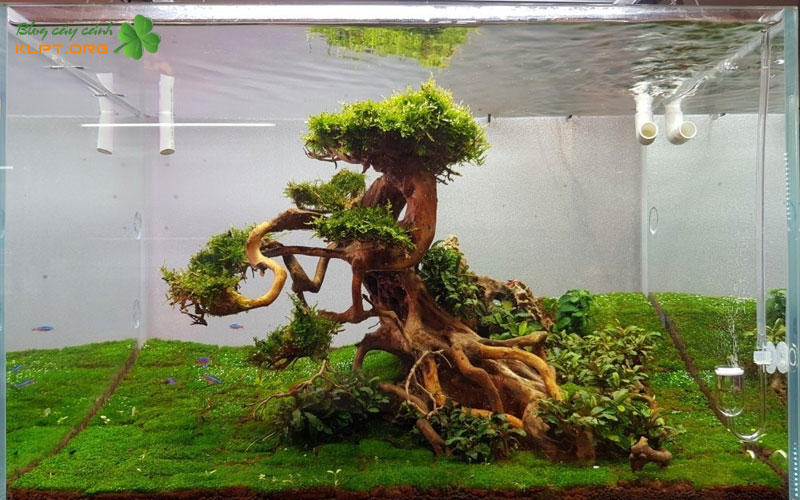 nhung-loai-cay-than-go-phu-hop-mau-1-klpt