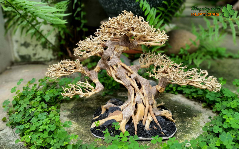 nhung-loai-cay-than-go-phu-hop-mau-klpt