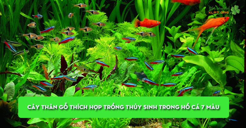 nhung-loai-cay-than-go-thich-hop-trong-thuy-sinh-trong-ho-ca-7-mau-klpt