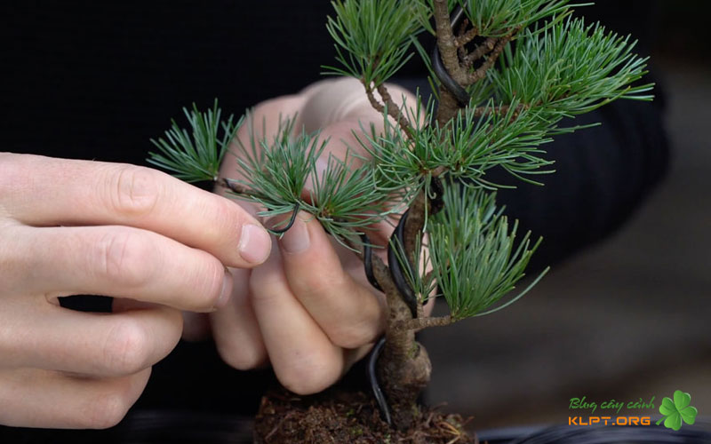 nhung-luu-y-khi-choi-thong-bonsai-dang-huyen-klpt
