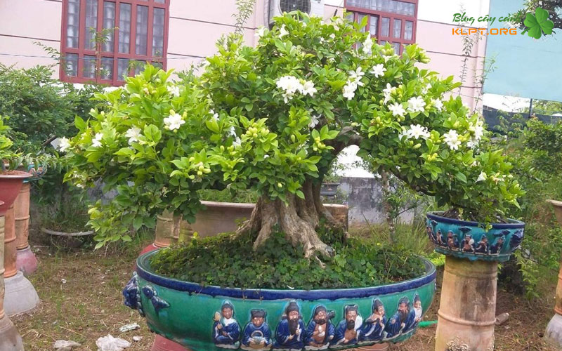 nhung-luu-y-quan-trong-sau-khi-trong-de-cay-song-khoe-klpt