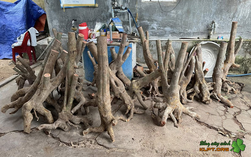 nhung-nguyen-tac-quan-trong-giup-phoi-song-khoe-klpt