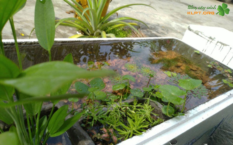 nhung-vat-lieu-can-thiet-khi-lam-ho-thuy-sinh-bang-thung-xop-klpt