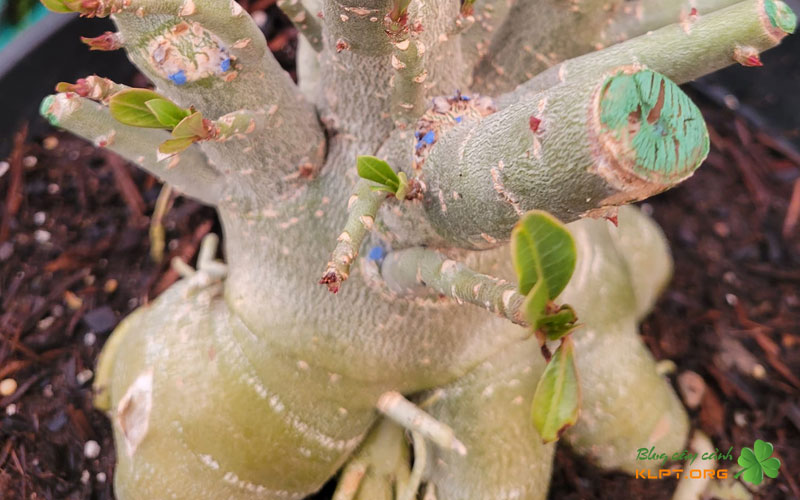 nhung-yeu-to-giup-cu-su-luon-cang-khoe-klpt