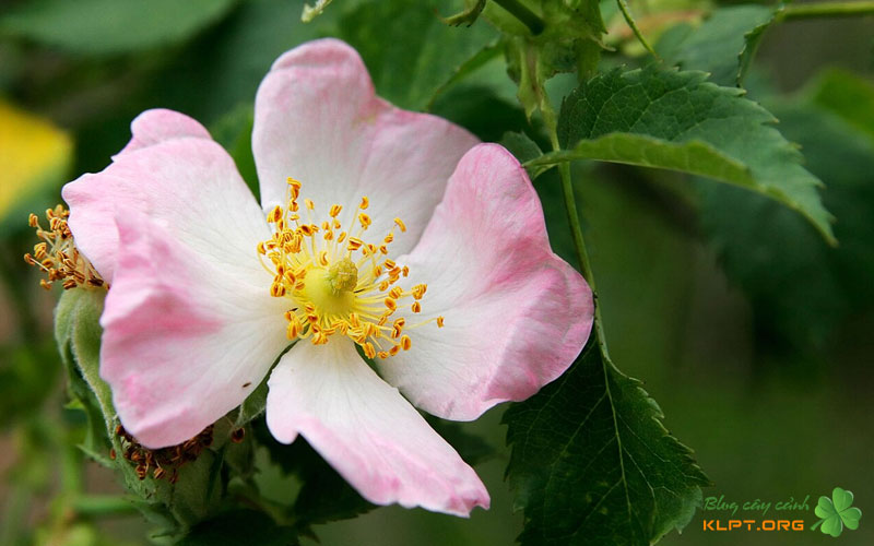 phan-biet-qua-hinh-dang-va-cau-truc-hoa-klpt