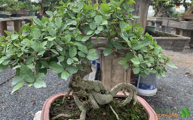 phong-tru-sau-benh-va-bao-ve-mam-non-cay-duoi-klpt