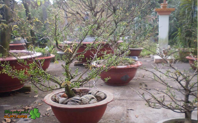 phuong-phap-dung-chung-ket-hop-vitamin-b12-va-n3m-klpt