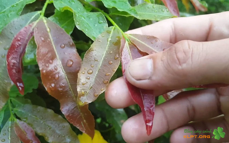 phuong-phap-khac-phuc-cay-mai-bi-mong-la-hieu-qua-klpt