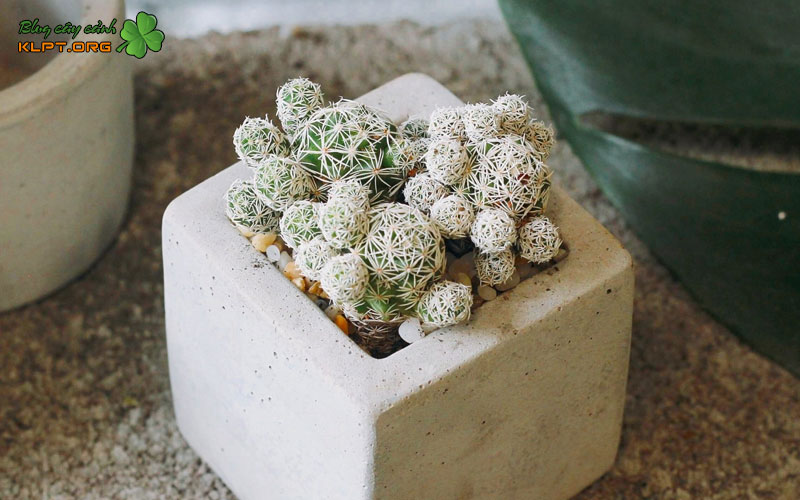 phuong-phap-nhan-giong-hieu-qua-nhat-klpt