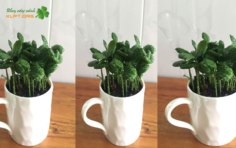 qua-trinh-cham-soc-cay-mam-hang-ngay-1-klpt