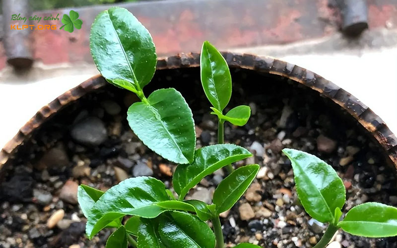 qua-trinh-cham-soc-cay-mam-hang-ngay-klpt