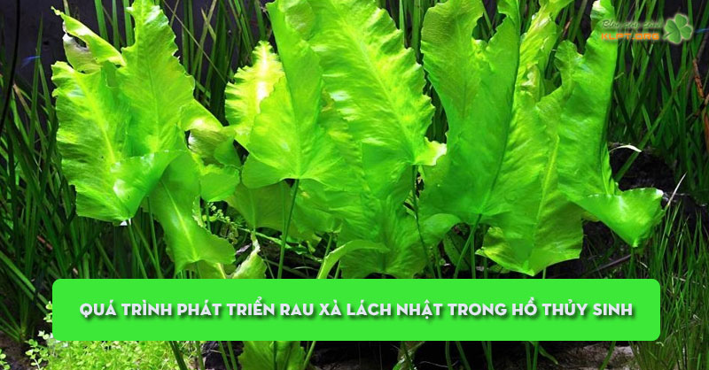 qua-trinh-phat-trien-rau-xa-lach-nhat-trong-trong-ho-thuy-sinh-klpt