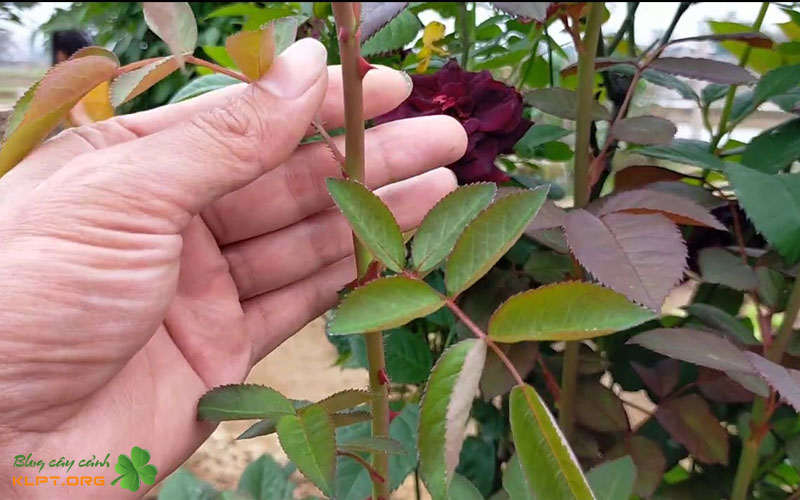 quan-sat-la-cay-chi-tiet-it-nguoi-chu-y-klpt