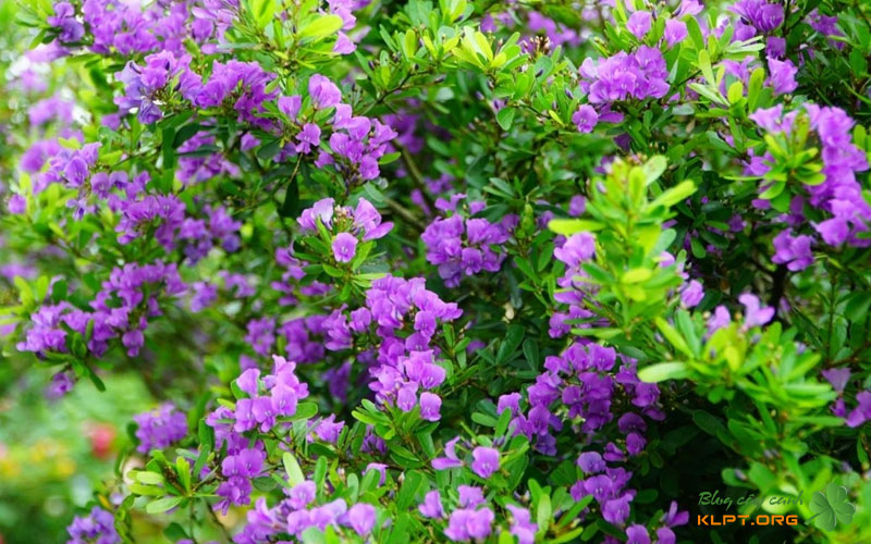 quy-trinh-4-buoc-kich-linh-sam-ra-hoa-cho-nguoi-moi-klpt